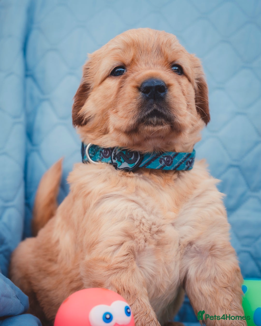 Golden Retriever dogs for sale: Golden Retriever Puppies KC Dad  - Image 33