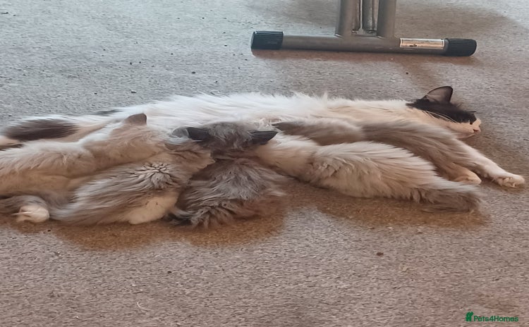 Ragdoll cats - Advert 10