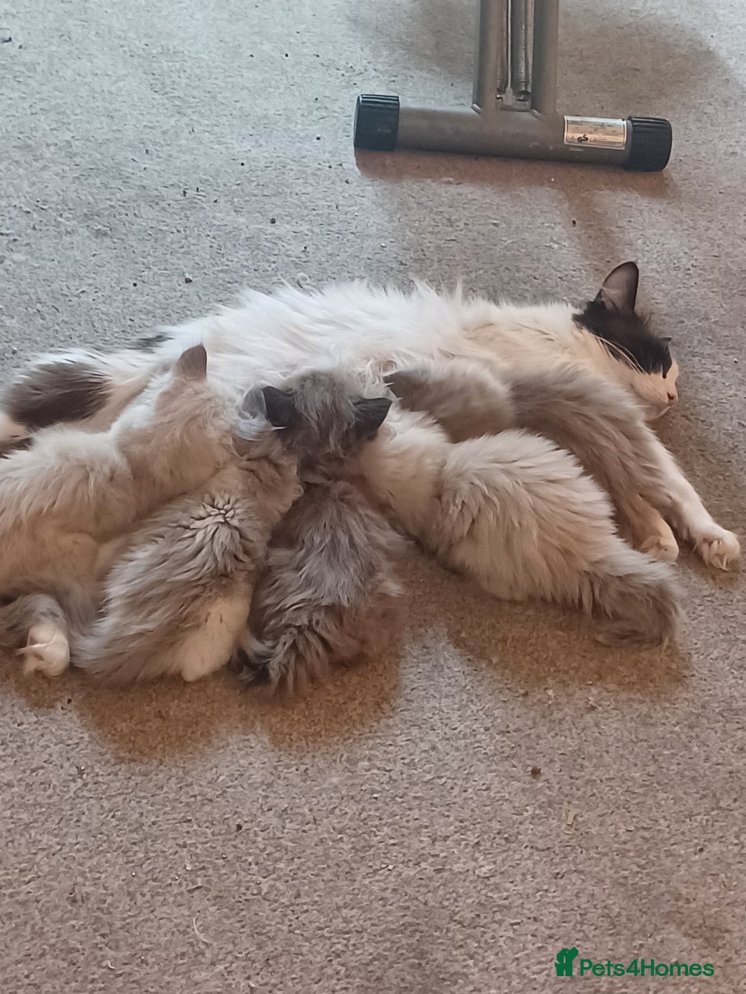Ragdoll cats for sale: Mink ragdoll kittens - Image 1