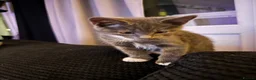 Mixed Breed cats for sale: Beautiful grey / black and white half Mainecoon  - Advert 4