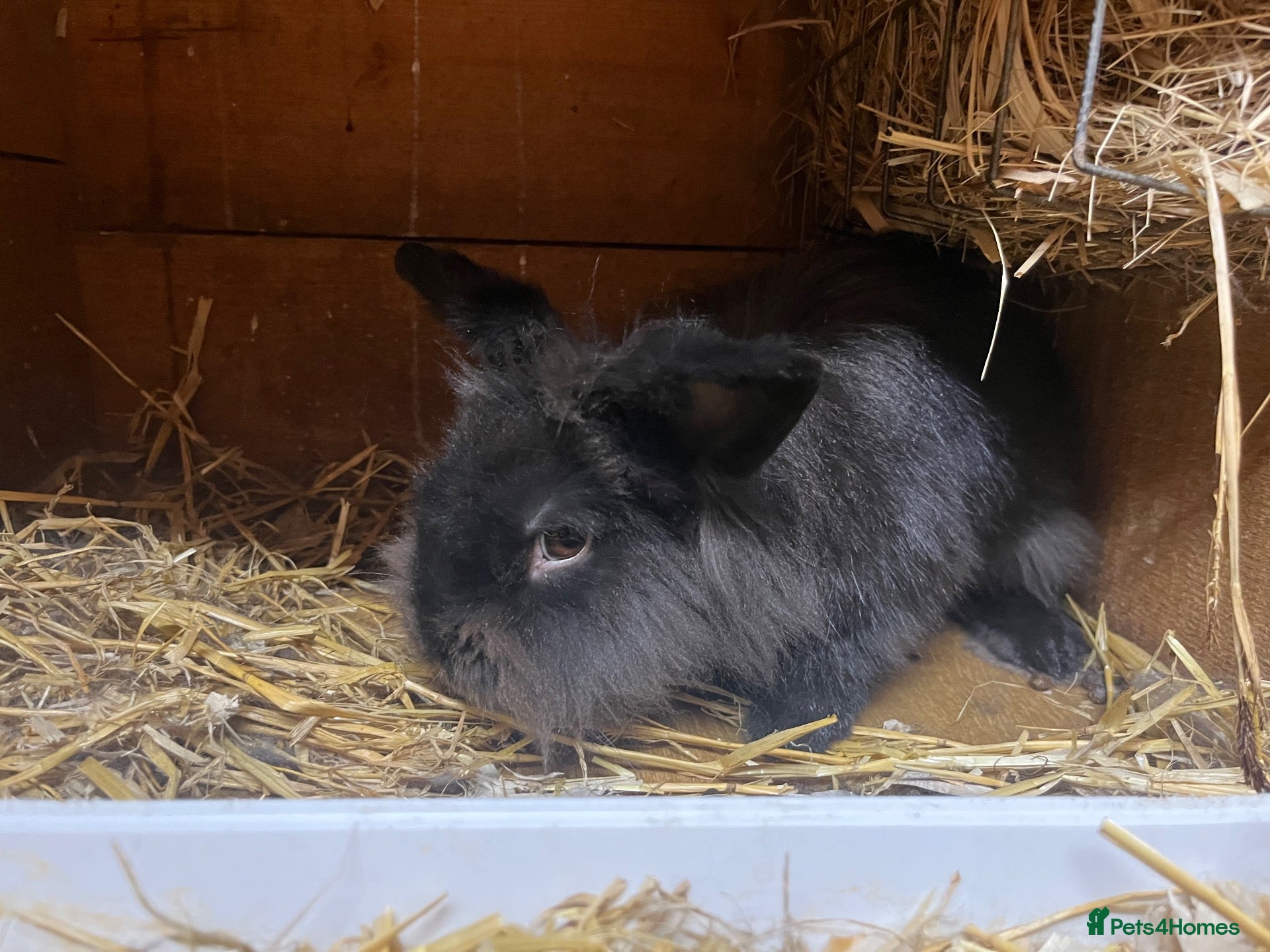 Lionhead rabbits lionheads  boy looking for new home  - Advert 2