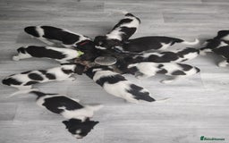 English Springer Spaniel dogs for sale: ESS girl puppies  - Image 3