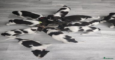 English Springer Spaniel dogs - Advert 12