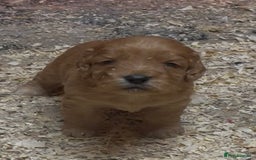 Cockapoo dogs for sale: Cockapoo puppies  - Advert 6