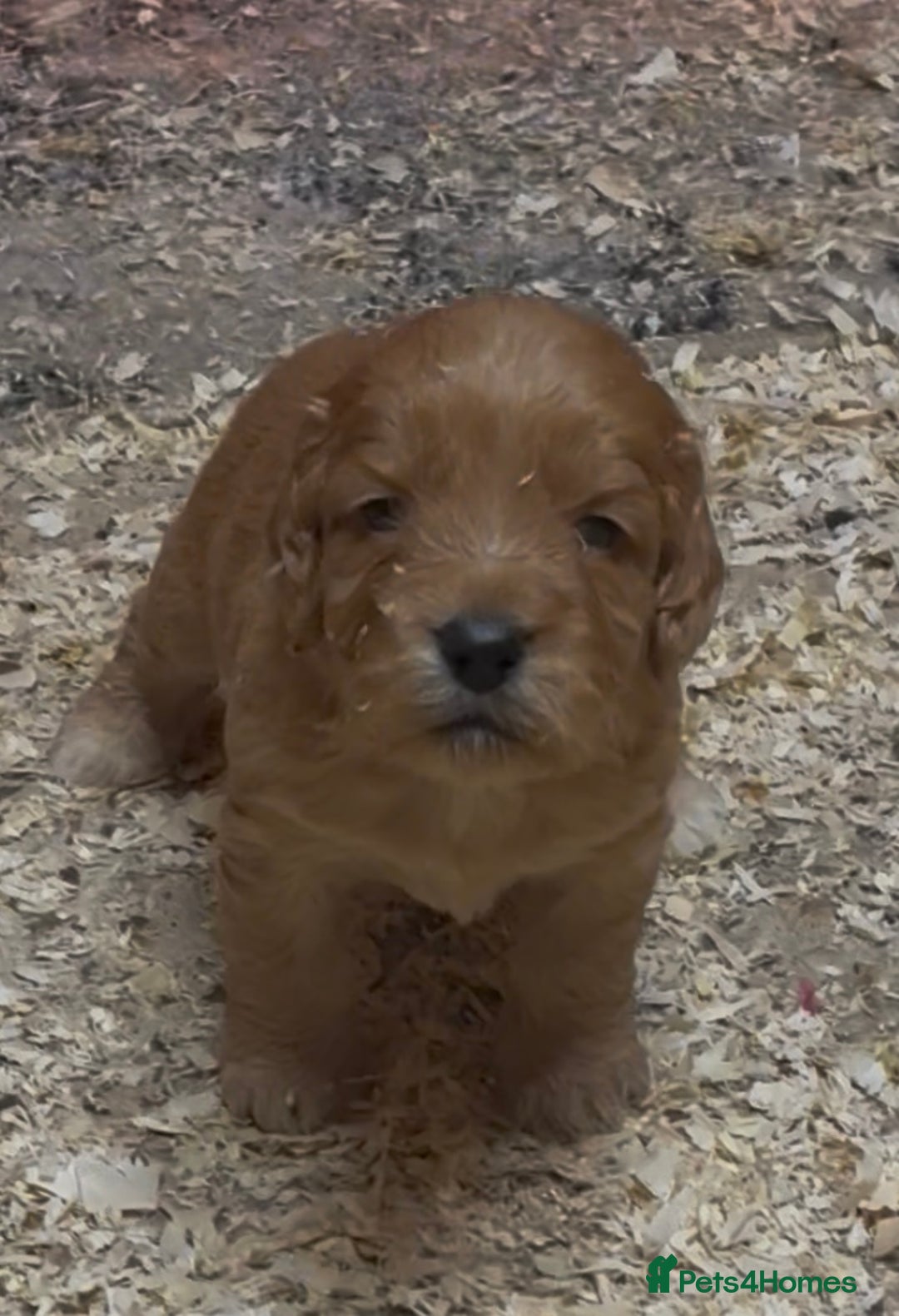 Cockapoo dogs for sale: Cockapoo puppies  - Advert 6