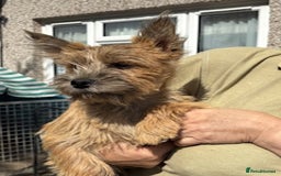 Cairn Terrier dogs for sale: Cairn Terrier Puppies - Image 3