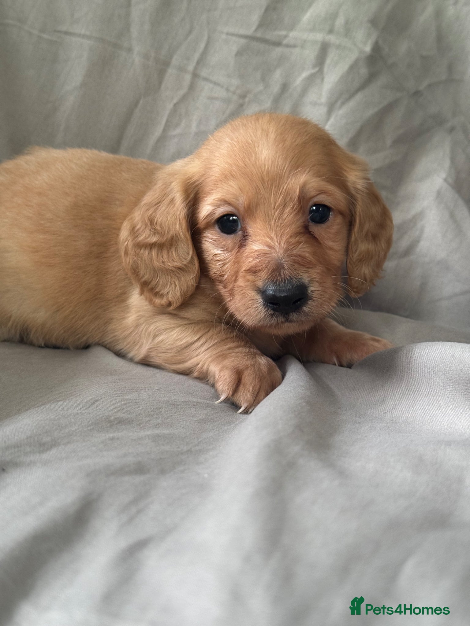 Miniature Dachshund dogs Cream mini dachshund puppies - Advert 2