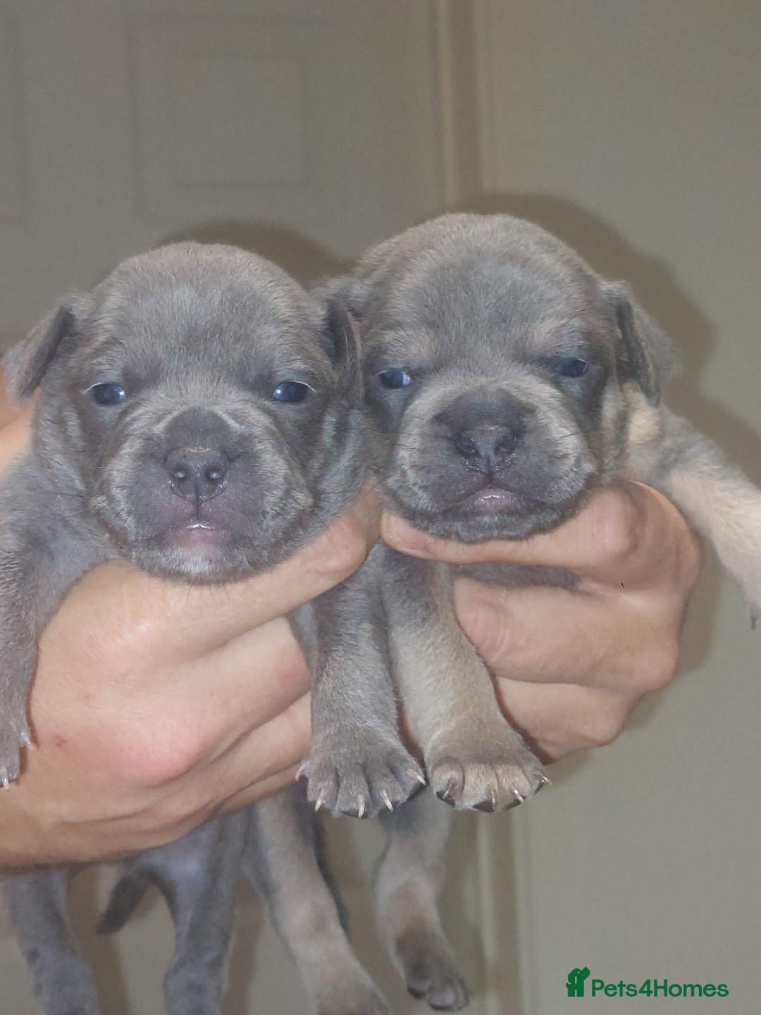 Mixed Breed dogs for sale: FRENCH BULLDOG X STAFFY  - Image 5