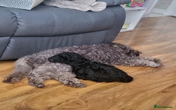 Cockapoo dogs for sale: Cockerpoo f1b - Image 5