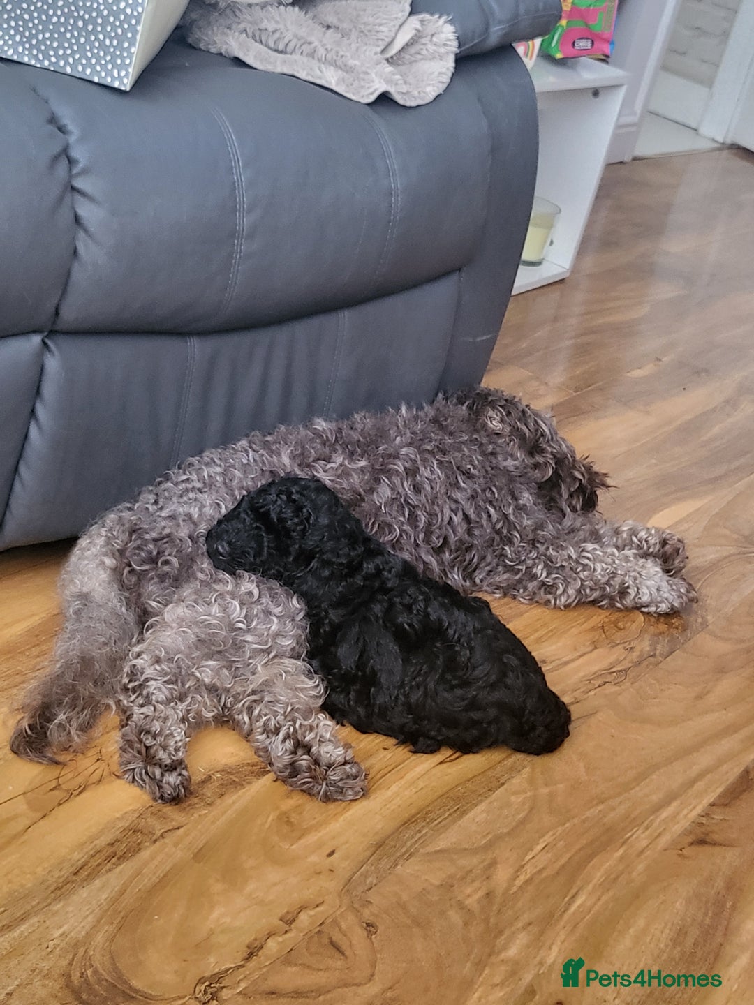 Cockapoo dogs for sale: Cockerpoo f1b - Image 5