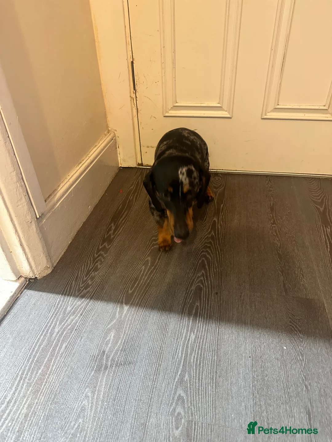 Miniature Dachshund dogs for sale: Coco and Patch miniature dachshunds - Advert 5