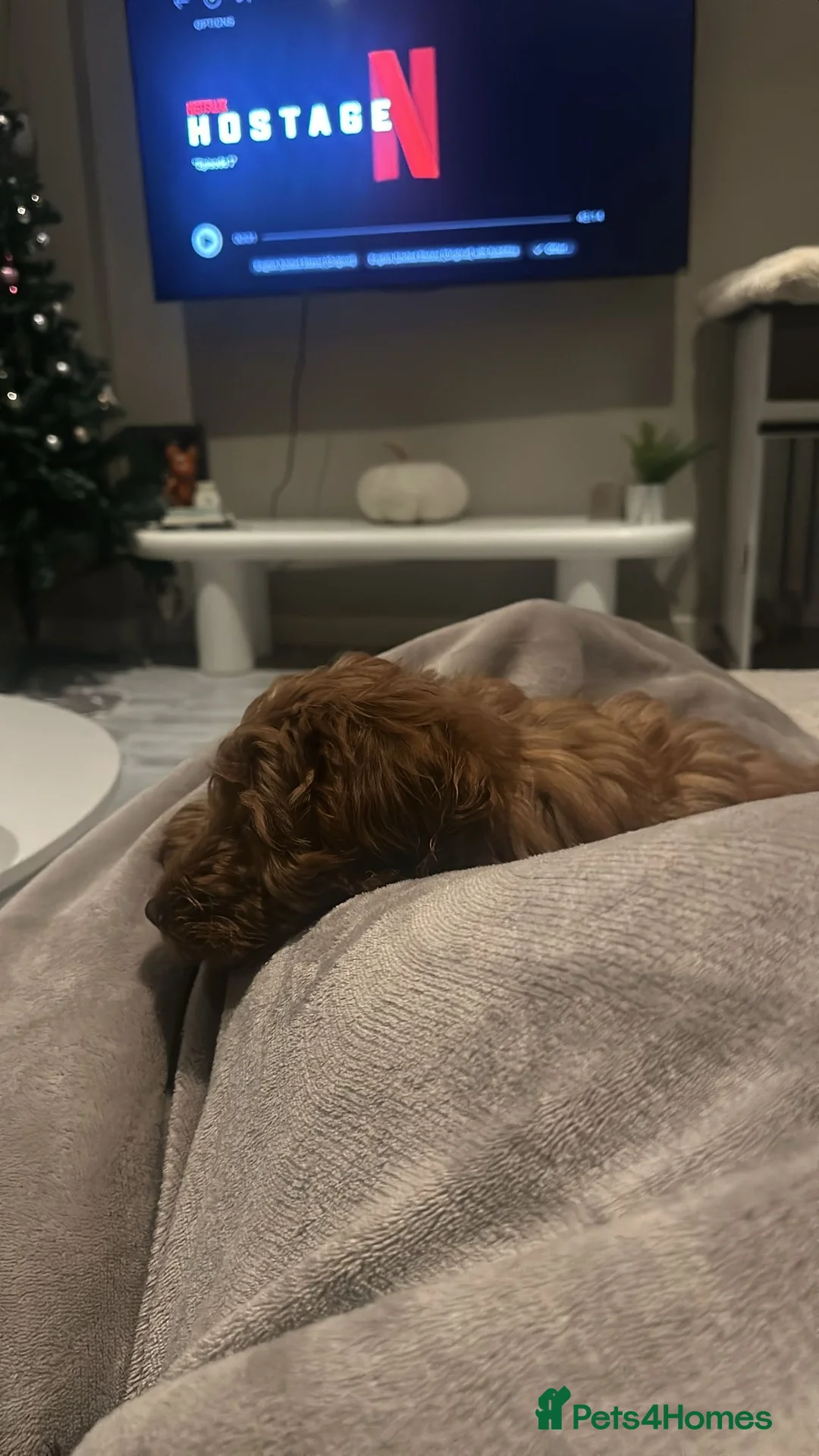 Cockapoo dogs for sale: Biscuit is looking for his forever home  - Advert 3