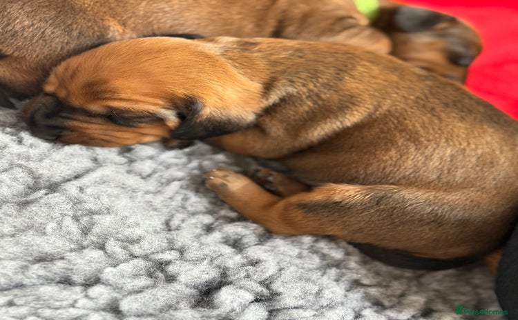 Dachshund dogs - Advert 1