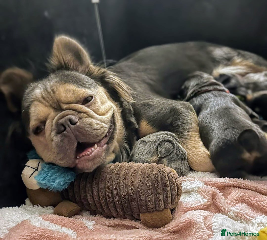 French Bulldog dogs for sale: Bellasbulliez visual fluffy french bulldog boy 💙 - Image 7
