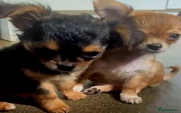 Chihuahua dogs for sale: Chihuahua fluff balls  - Image 2