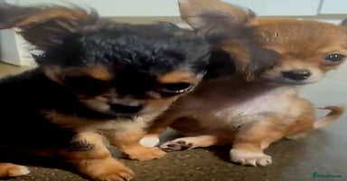 Chihuahua dogs - Advert 4