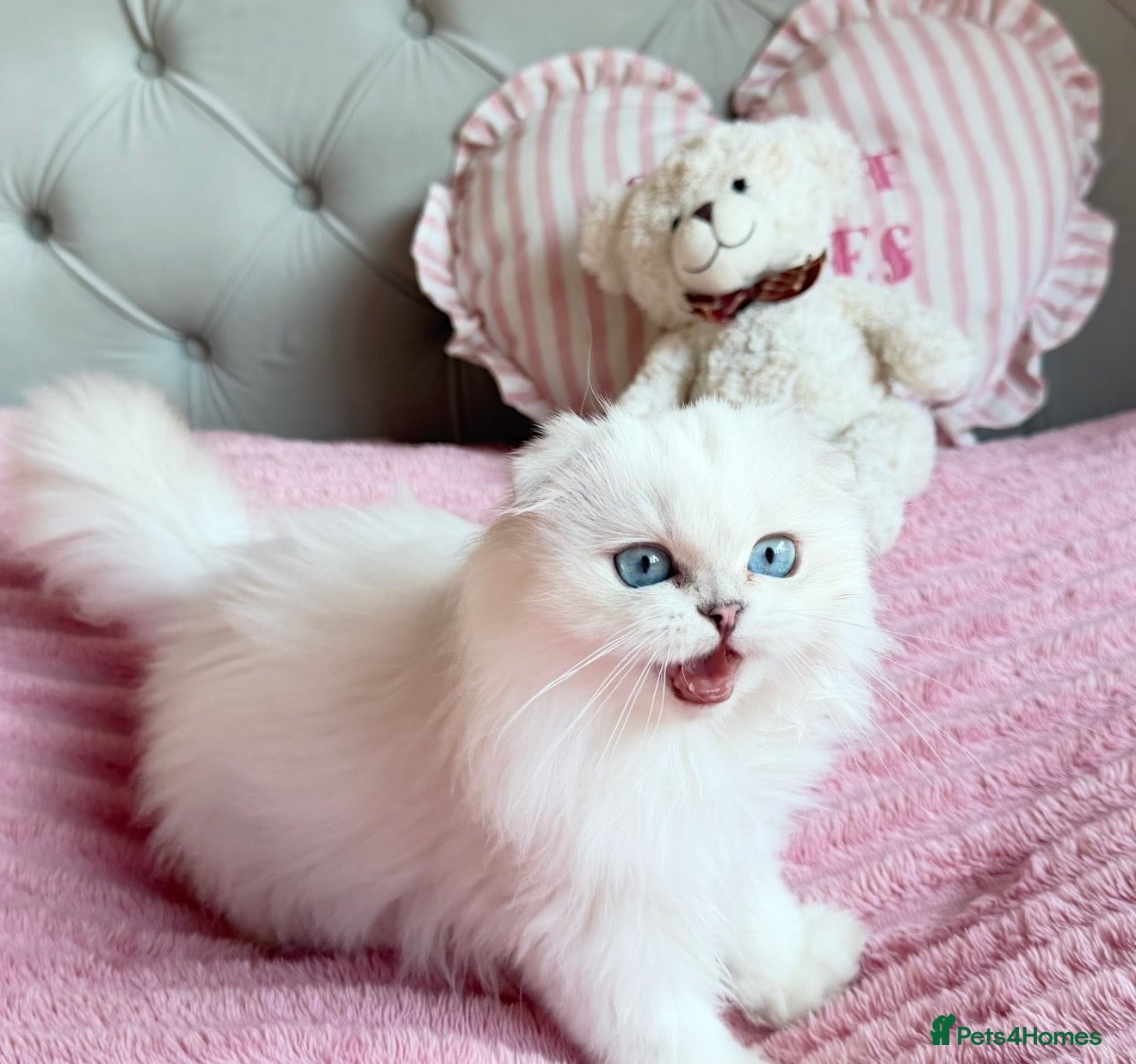 Scottish Fold cats 💞Beautiful Chinchilla Scottish fold kittens 💞🐾 - Advert 18