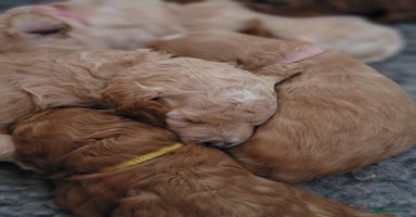 Maltipoo dogs - Advert 6
