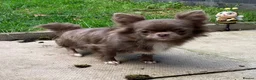 Chihuahua dogs for sale: BEAUTIFUL LILAC LONGCOAT GIRL - Advert 4