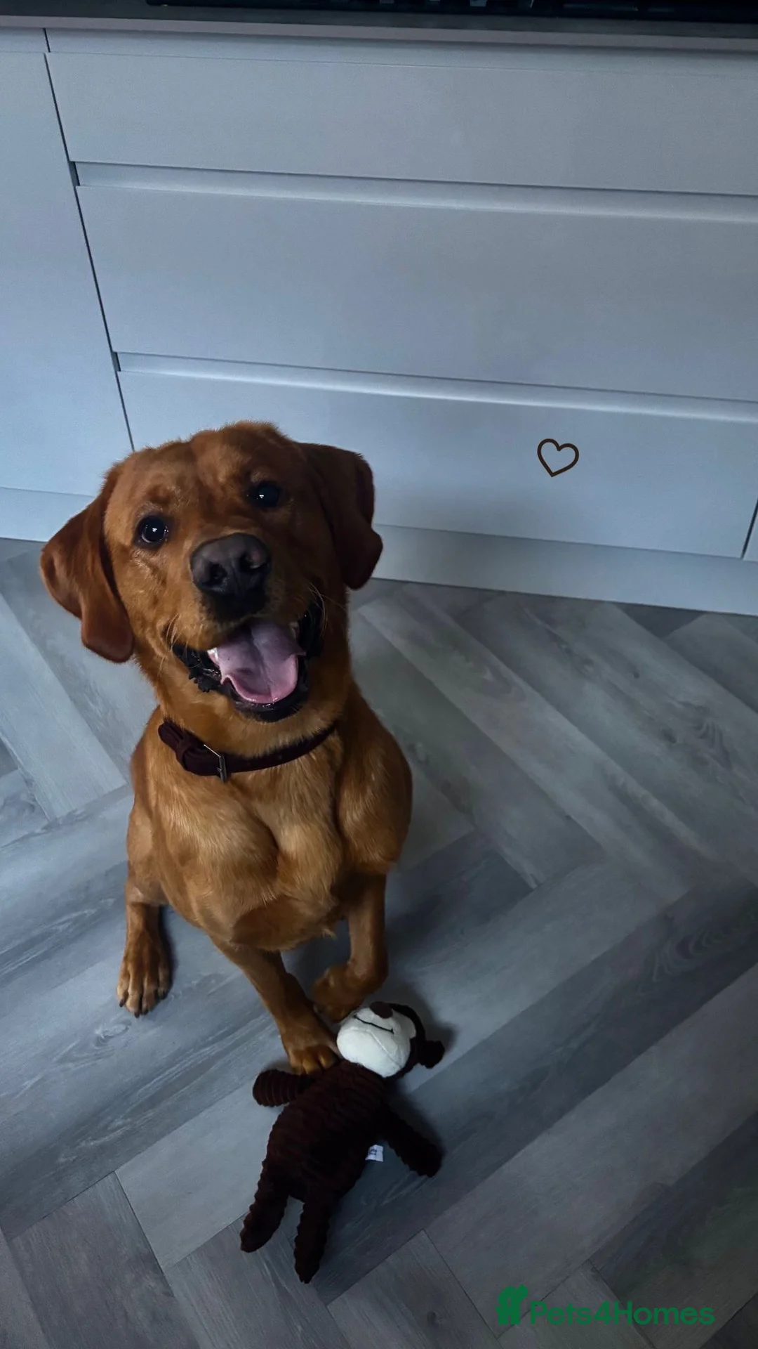 Labrador Retriever dogs for stud: Rocky Dog  in Bournemouth - Advert 2