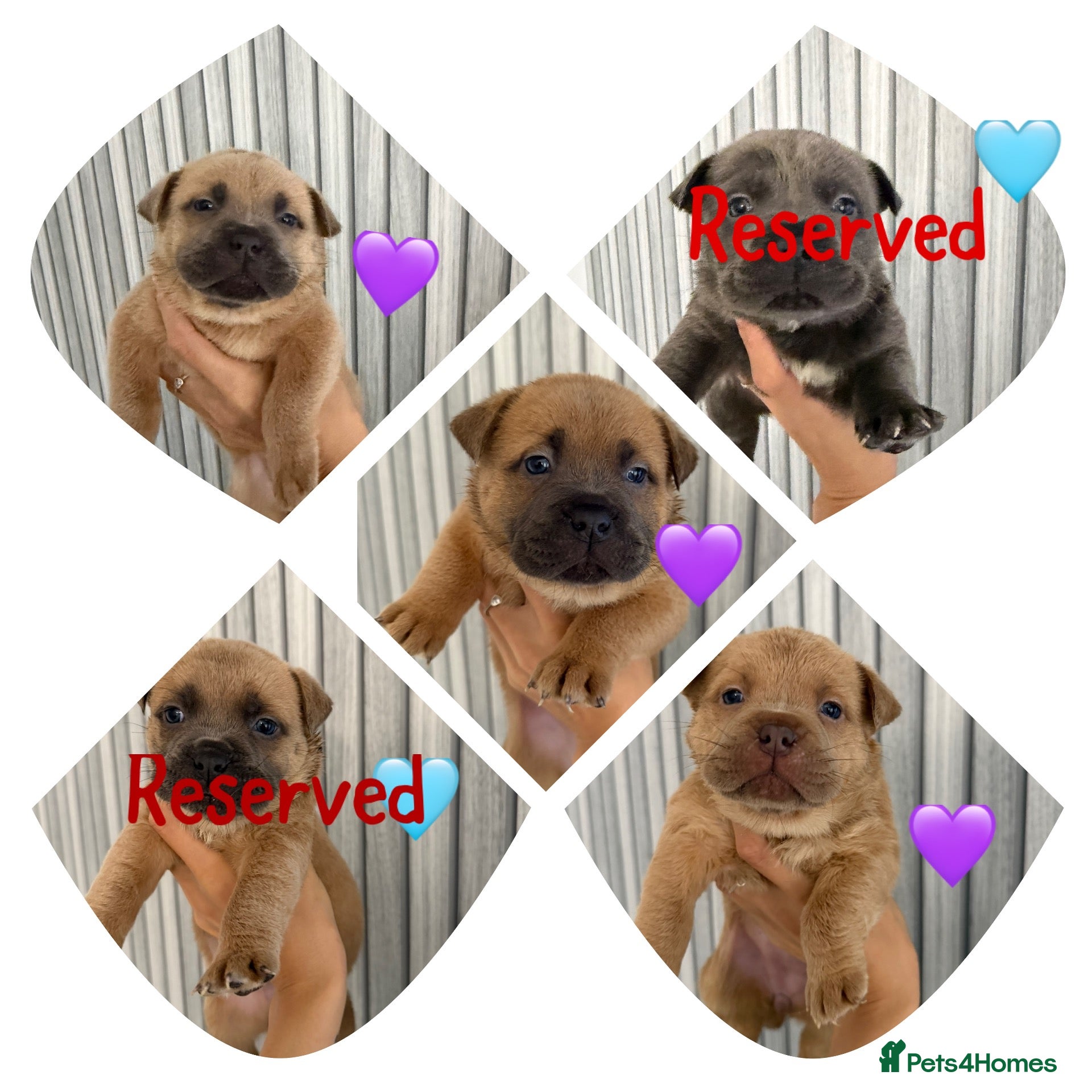Mixed Breed dogs Chowchow mix puppies.  - Advert 21