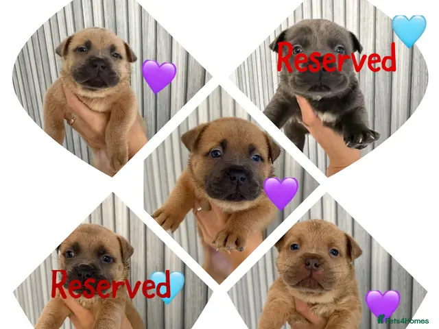 Mixed Breed dogs Chowchow mix puppies. - Advert 21