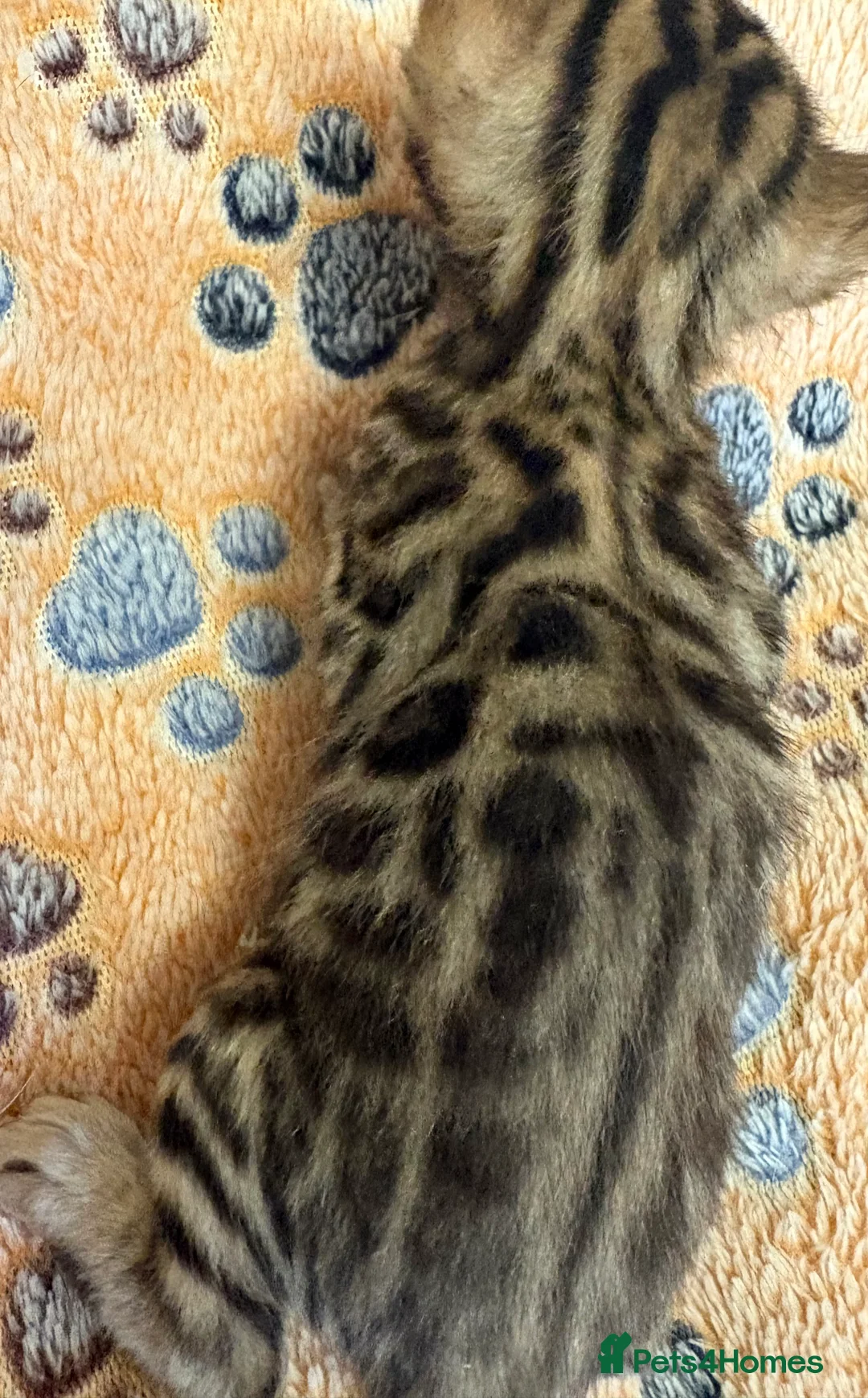 Bengal cats for sale: Stunning Tica reg Bengal kittens  - Advert 15