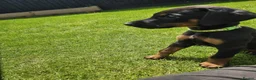 Dobermann dogs for sale: ☆☆Ready to leave Today  Black Doberman Puppies☆☆ - Advert 28