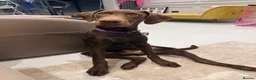 Labrador Retriever dogs for sale: Winston – 6-Month-Old Chocolate Labrador in Addlestone - Advert 12