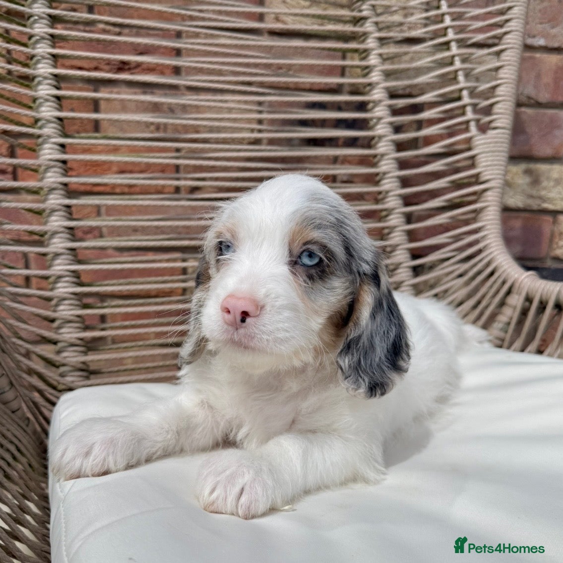 Mixed Breed dogs for sale: ⭐️⭐️Poogle Puppies (Beagle x Miniature Poodle)⭐️⭐️ - Advert 5