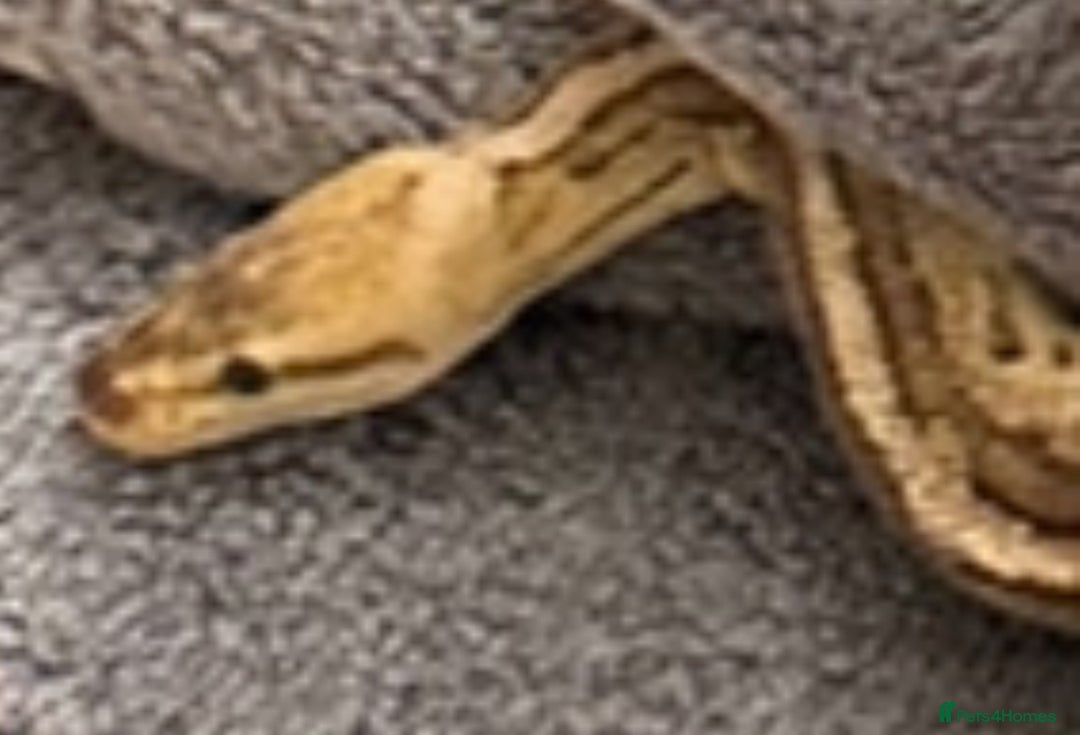 Python Snake reptiles for sale: Beautiful ball python and tank - Image 4