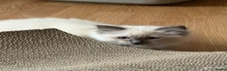 Ragdoll cats for sale: Adorable pedigree ragdoll babies  - Advert 3