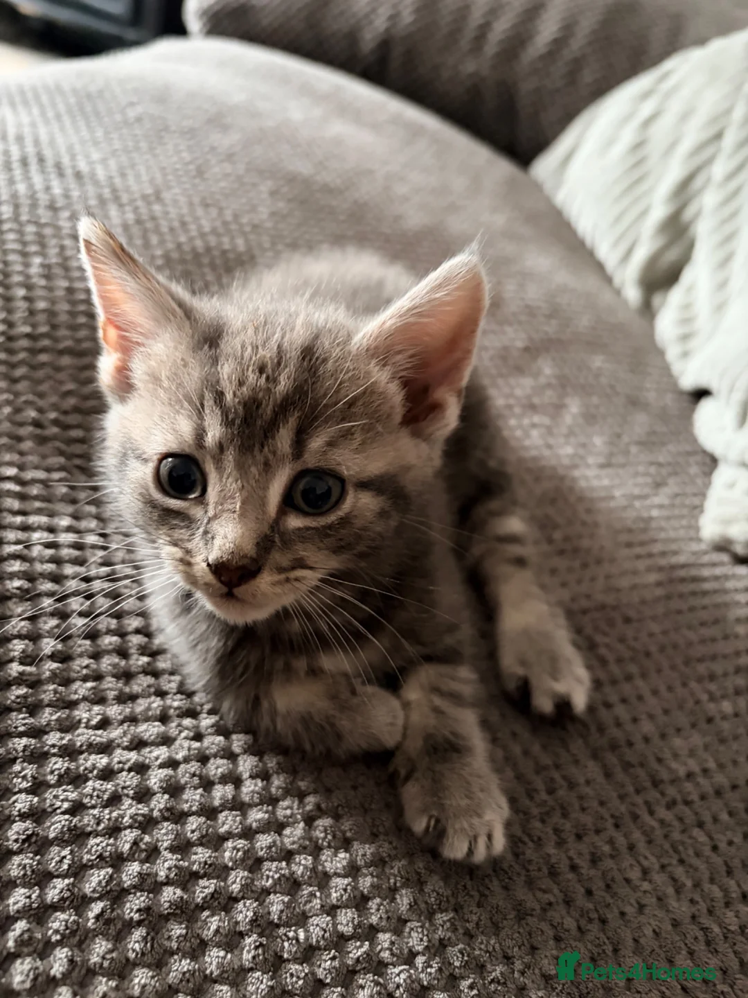 Mixed Breed cats for sale: 6 kittens for sale  - Advert 1