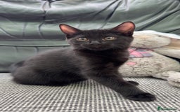 Mixed Breed cats for sale: Beautiful kittens!!!!! READY NOW!!! - Image 6