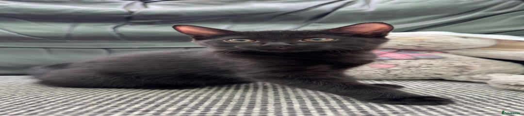 Mixed Breed Kitten 8