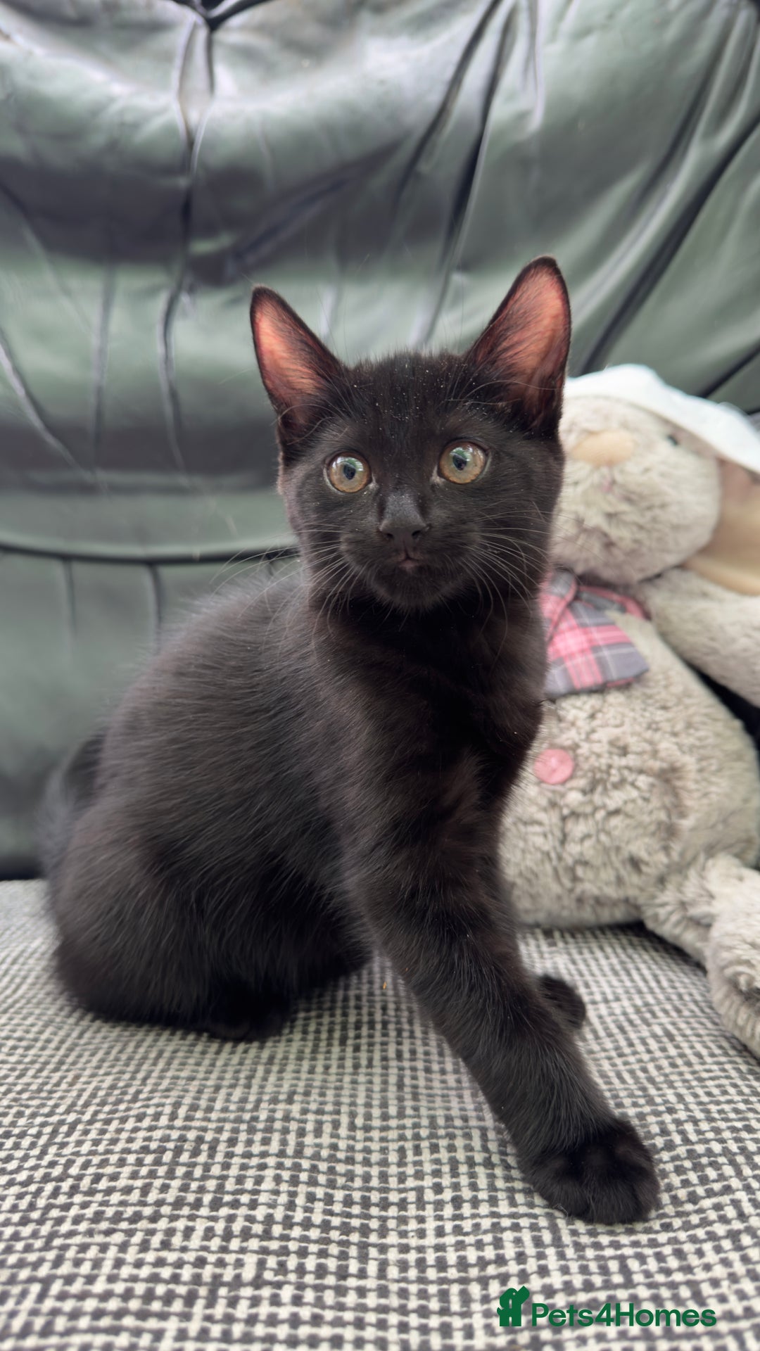 Mixed Breed cats for sale: Beautiful kittens!!!!! READY NOW!!! - Image 6