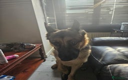 German Shepherd dogs for sale: Good dog - Image 6