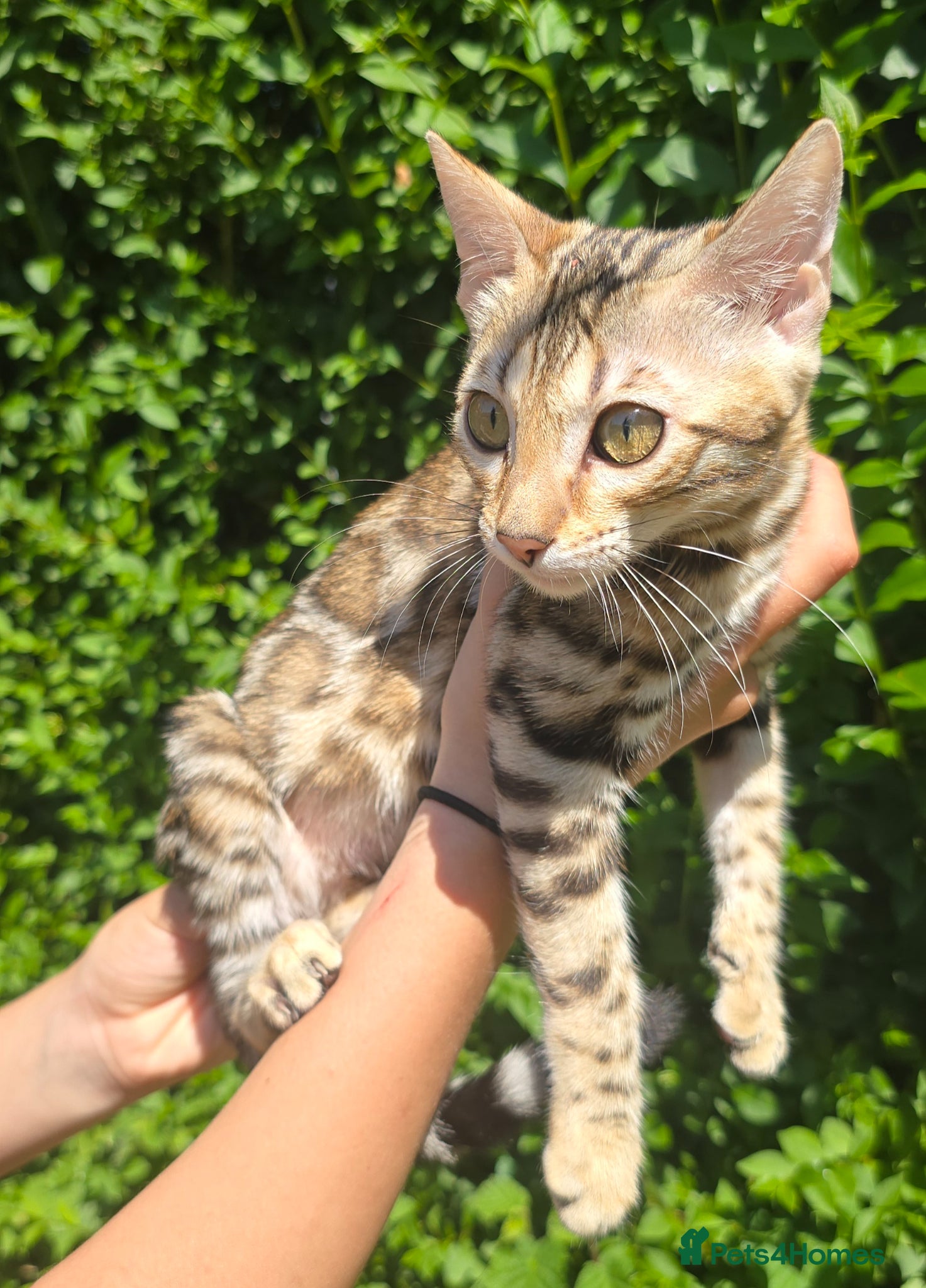 Bengal cats Ready NOW 2 girls and 1 boy! - Advert 1