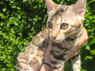 Bengal cats Ready NOW 2 girls and 1 boy! - Advert 1