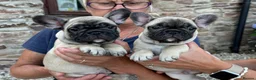 French Bulldog dogs for sale: Gorgeous French bulldog babies  - Advert 4