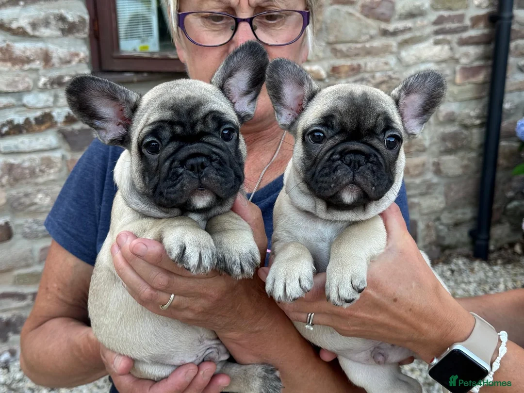 French Bulldog dogs for sale: Gorgeous French bulldog babies  - Advert 4