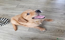 Golden Retriever dogs for sale: 2 Boys 2 Girls KC Reg. Golden Retriever Puppies - Image 8