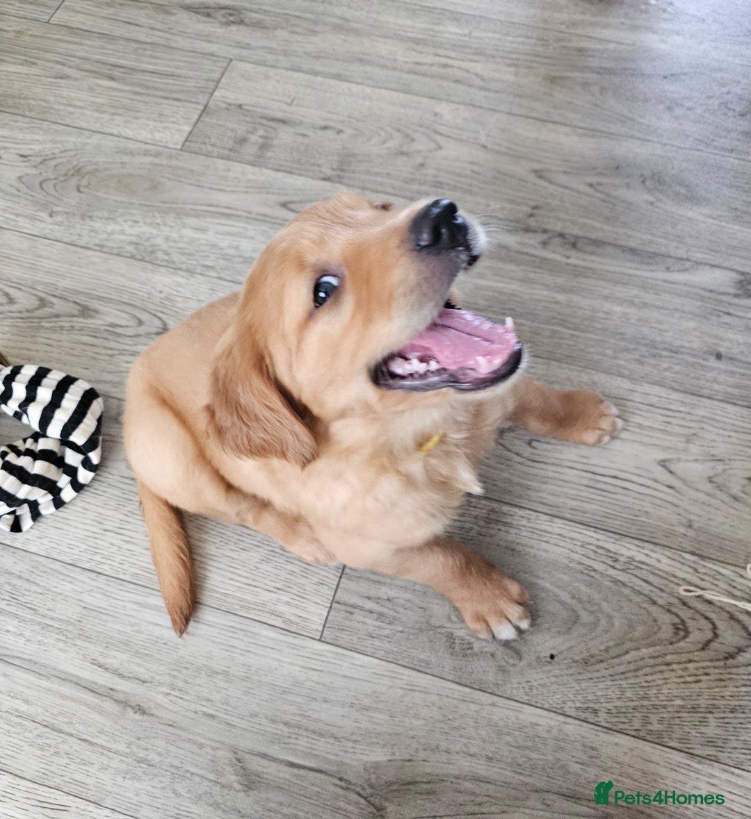 Golden Retriever dogs for sale: 2 Boys 2 Girls KC Reg. Golden Retriever Puppies - Image 8