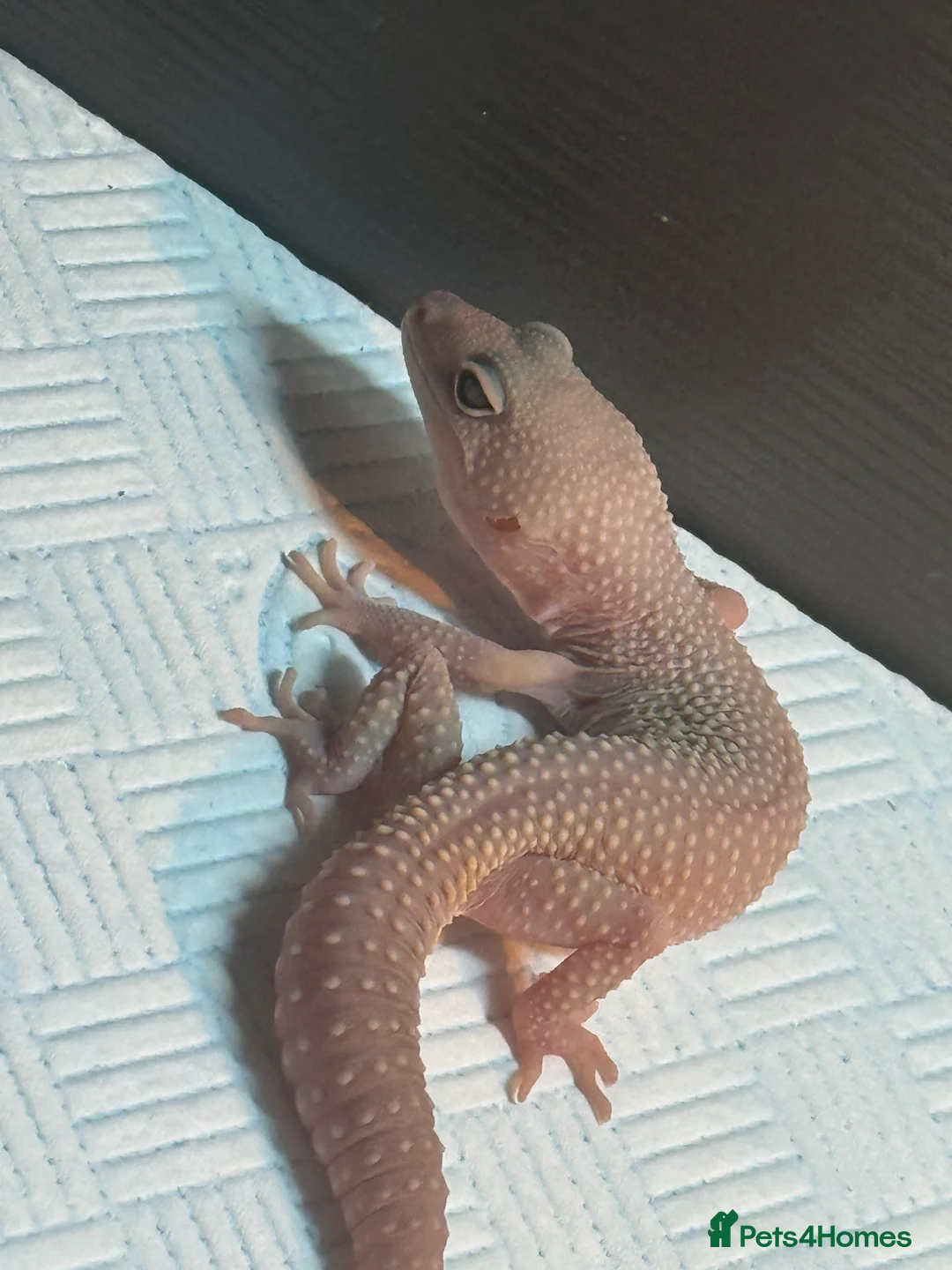 Leopard Gecko reptiles for sale: 2 leopard geckos  - Advert 3