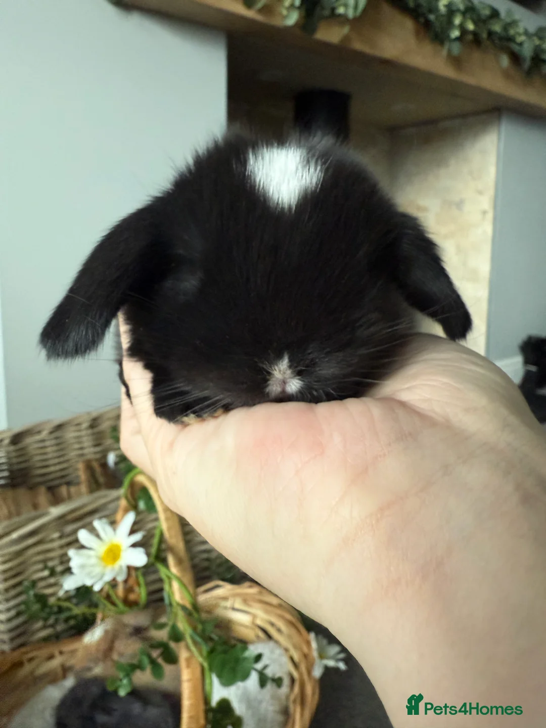 Mini Lop rabbits for sale: Beautiful mini lops available to reserve  - Advert 2