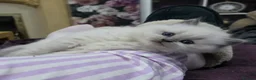 Ragdoll cats for sale: Handsome Blue Point Kitten in Leigh - Advert 6