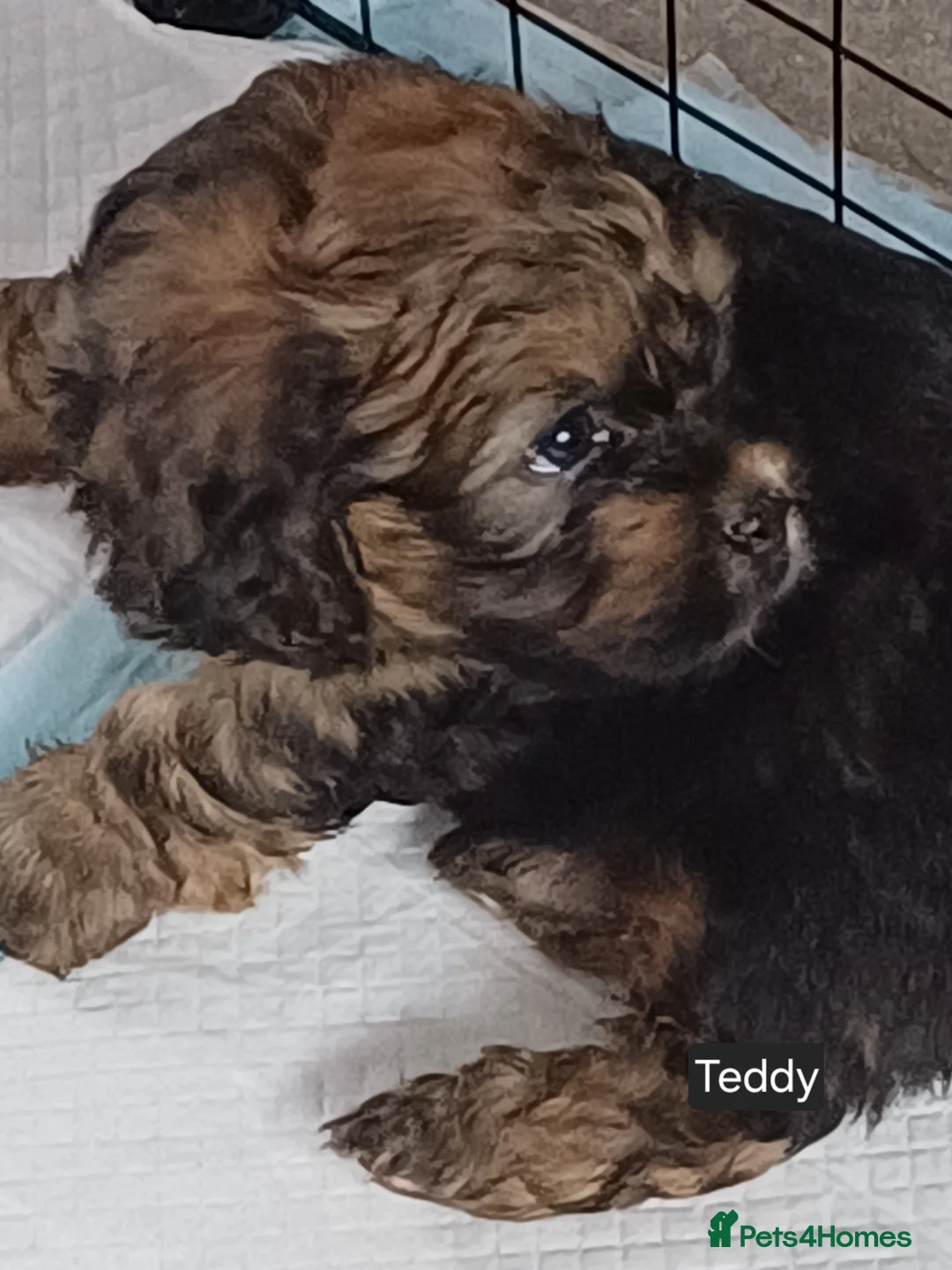 Maltipoo dogs for sale: Maltipoo puppies - Advert 9