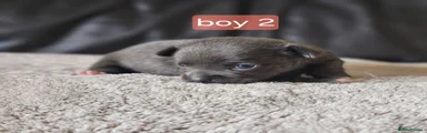 Chihuahua 1