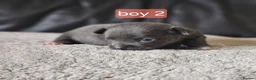 Chihuahua dogs for sale: 5 chiuaua baby boys - Advert 39