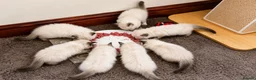 Ragdoll cats for stud: Ragdoll Stud - Experienced  - Advert 6